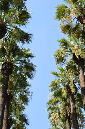parc a athenes