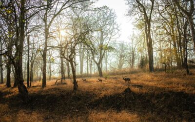 Road-trip dans le Rajasthan en Inde